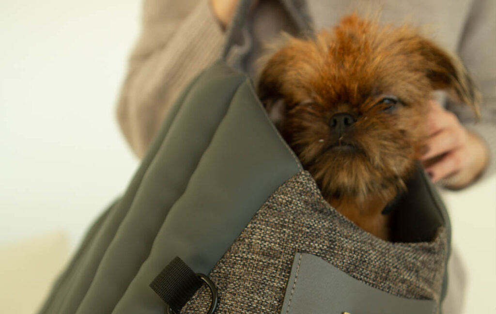 back seat dog covers