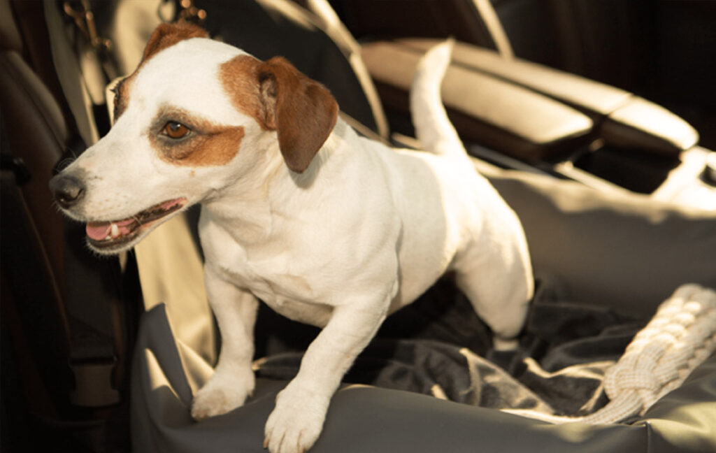 dog car seat