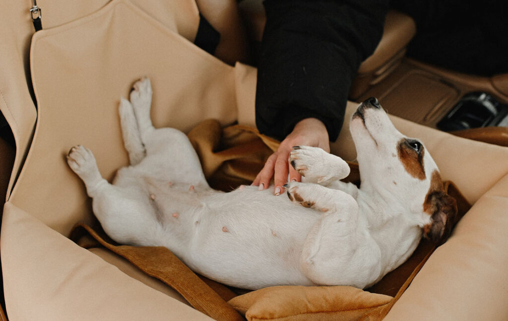 dog booster seat